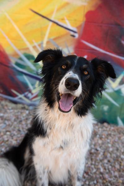 Sego the dog with his mouth open in a smile in front of a multicolored background