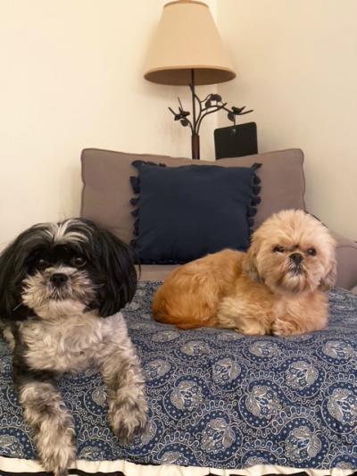 Roxy and Millie the dogs lying on a bed by each other