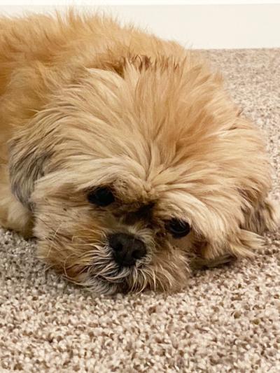 Roxy the Shih Tzu lying on some carpet