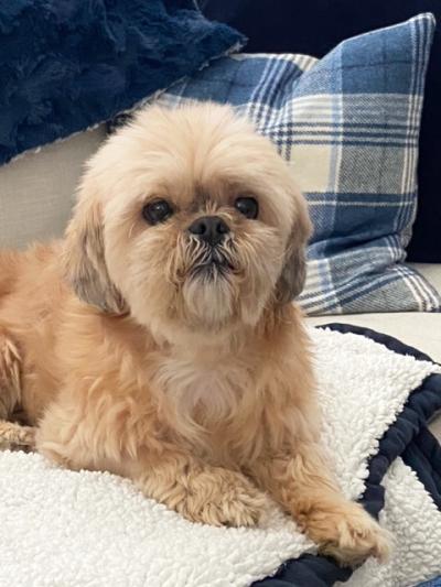 A freshly groomed Roxy the Shih Tzu lying on a fleece dog bed