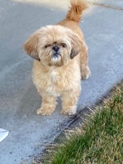 Roxy the Shih Tzu outside on some pavement