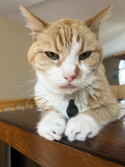 Katt the cat lying on a wooden piece of furniture