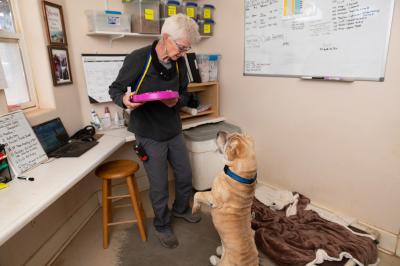 Fawkes the Shar-Pei siting up as person holds a food bowl above her