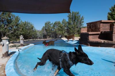 Shenzi and Bonsai the puppies outside playing in a swimming pool