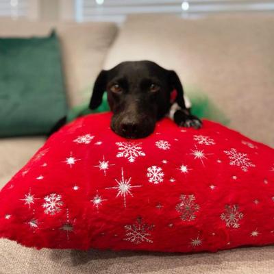 Kya the dog with her head and paw on a red pillow with white snowflakes