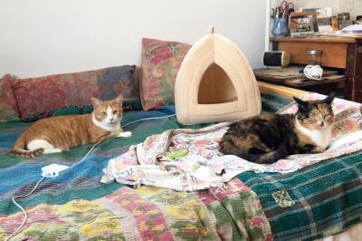 Willow and Casey the cats lying on a bed with a little distance between them