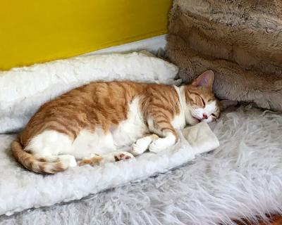 Willow the cat sleeping peacefully on a fuzzy blanket