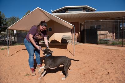 Slim the dog playing with a rope toy with a person