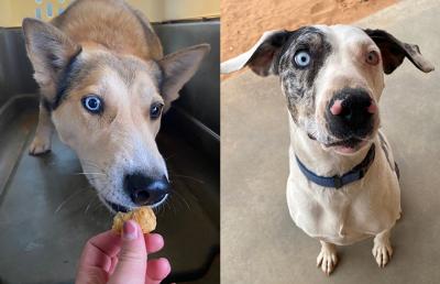 Abby and Frankie the dogs showing off their blue eyes