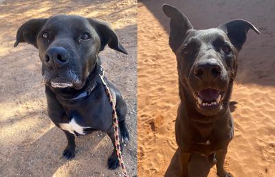 Collage of pics of Arlo and Cedar the dogs