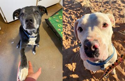 Collage of two pics of Jet and Deborah the dogs