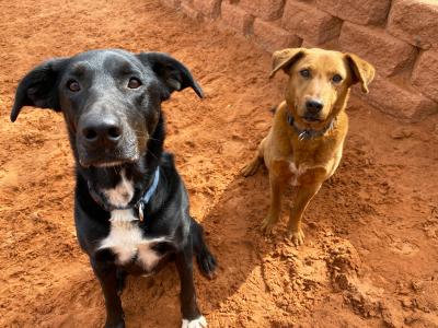 Pula and Smokey the dogs together outside sitting in sand