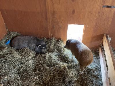 Smokey and Peter the pigs in a barn