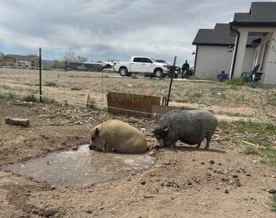 Smokey and Peter the pigs in the mud