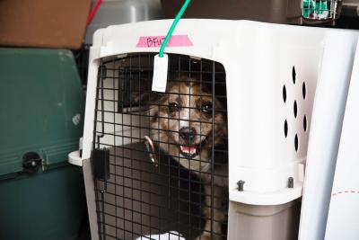 Dog in a crate with a tag and name taped to the front