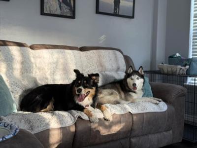 Stella and Griz the dogs lying beside each other on a couch