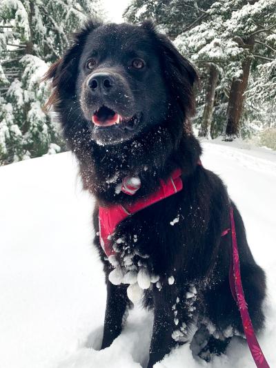 Olympia the dog outside in the snow, wearing a red harness and leash