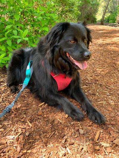 Olympia the dog lying in some wood mulch, out on a walk outside