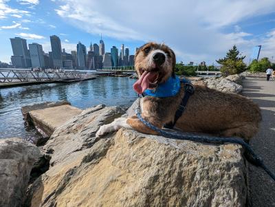 Benji the dog lying on a rock with a city skyline behind him