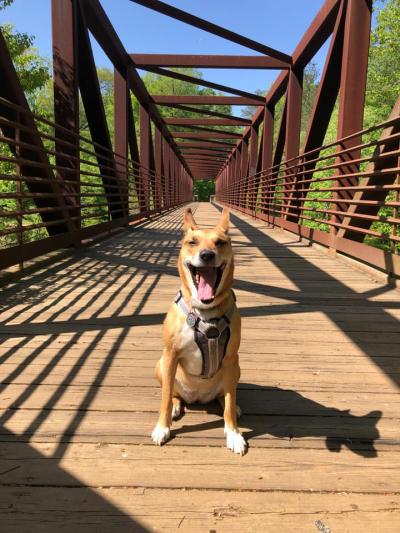 Dog with eyes closed and mouth open in a smile sitting on a bridge