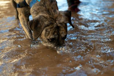 Calais the dog blowing bubbles in a creek with his face under the water