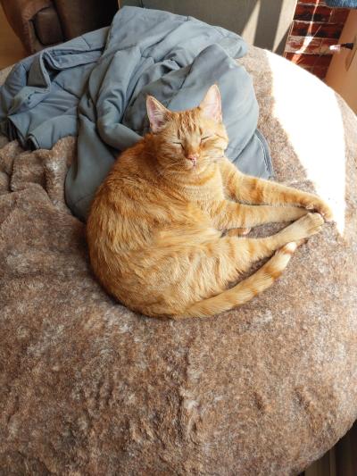 Louis the cat sleeping on a round cushion