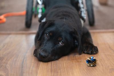 Sweet Baby James the puppy lying on a wooden floor