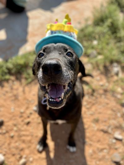 Swing the dog wearing a birthday hat