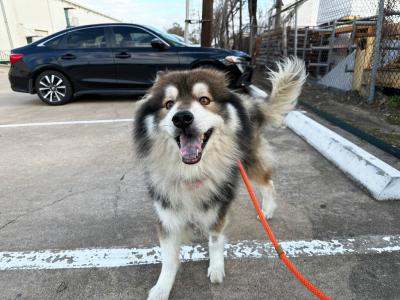 Graham the husky looking happy, outside on a leashed walk