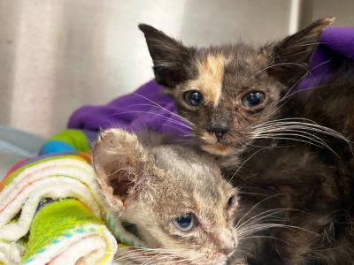 Tansy and Sage the kittens snuggling together in a kennel