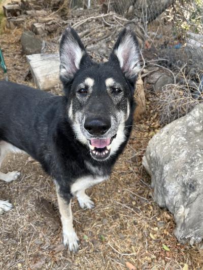 Tanya the German shepherd mix dog smiling