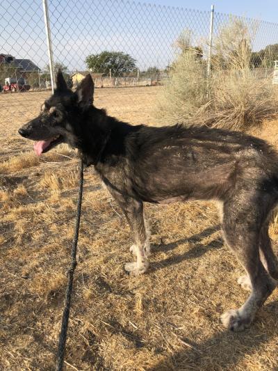 A skinny Tanya the dog outside on a leash next to a fence