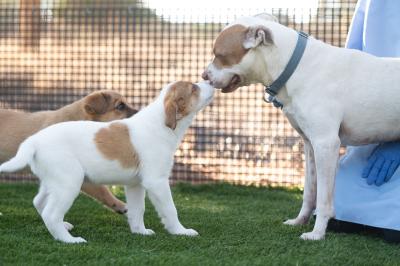 Taquito the dog nose-to-nose with a puppy