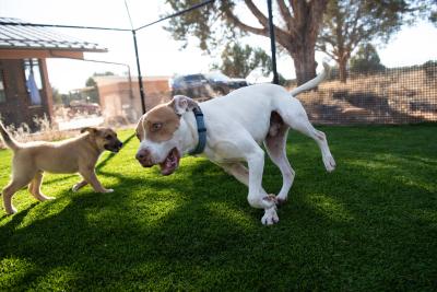 Taquito the dog running while playing with a puppy in a play yard