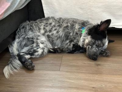 Taz the dog sleeping on a hardwood floor