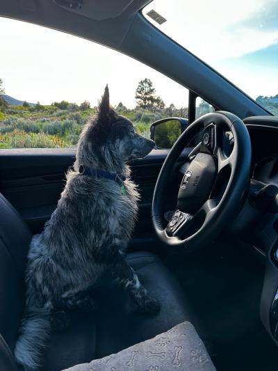 Taz the dog siting in the front seat of a vehicle behind the steering wheel