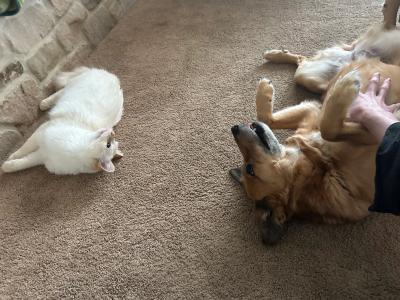 Theophiel the cat lying on the floor looking a Izzy the dog, who is also lying on the floor getting a belly rub