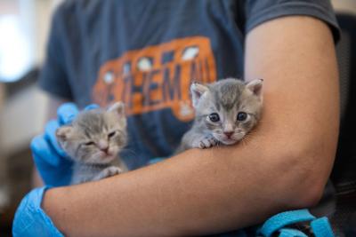 Person wearing a Best Friends Save Them All T-shirt holding two of the dragon kitten on their arm