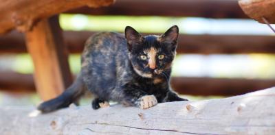 Tortoiseshell community cat in a barn