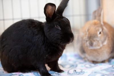 Torvi and Hope the rabbits inside an enclosure on a blanket