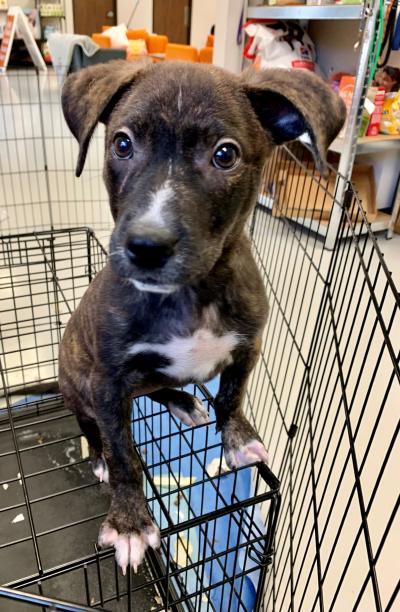 Black and white puppy from Uvalde Humane Society on a wire crate