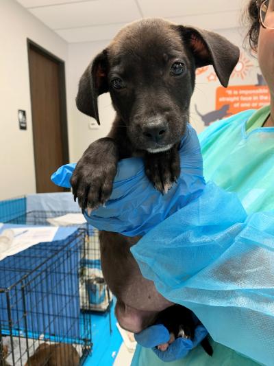 Person wearing protective clothing holding a black puppy from Uvalde Humane Society