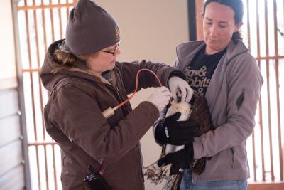 Osprey being tube-fed by two humans