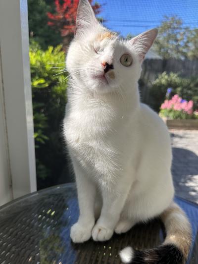 Turtle the cat with one eye in front of a window showing plants and a blue sky behind her