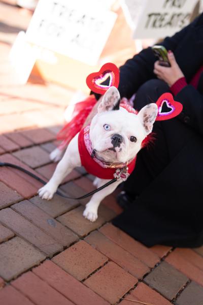 Myrtle, the Richmond SPCA's 2025 mascot dog, wearing Valentine's Day hearts