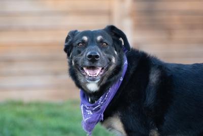 Valley the dog wearing a purple bandana