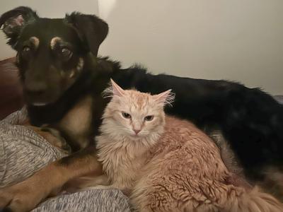 Valley the dog lying next to a cat