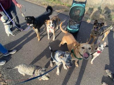 Valley the dog on a group walk with lots of other dogs