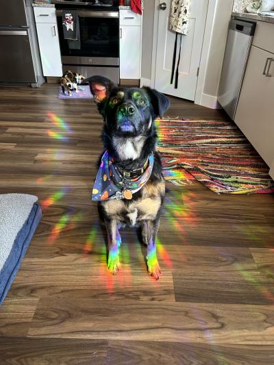 Valley the dog on a wooden floor with a rainbow prism around her