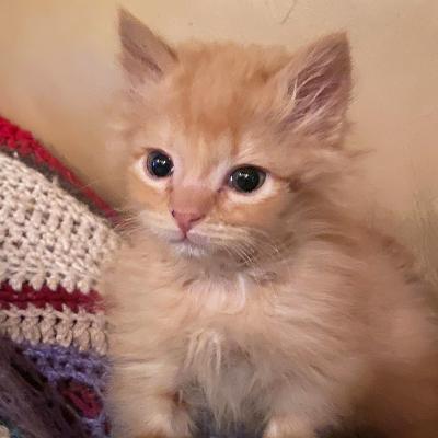 Jean Paul the cream tabby kitten